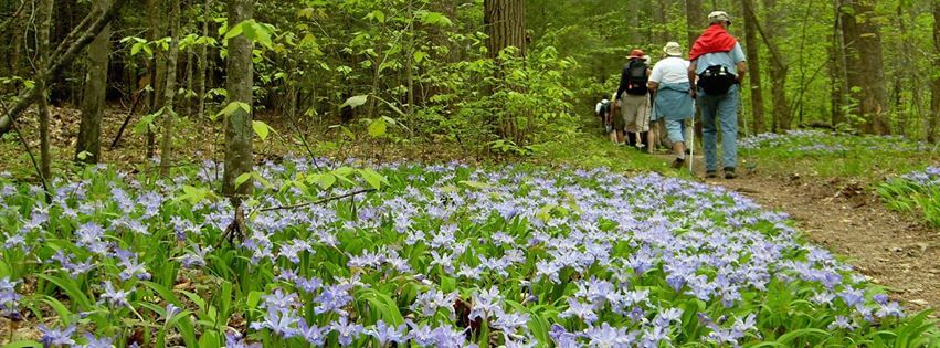Image for Celebrate Spring with the Wildflower Pilgrimage in Gatlinburg
