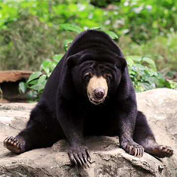 Image for Black Bears in the Smokies
