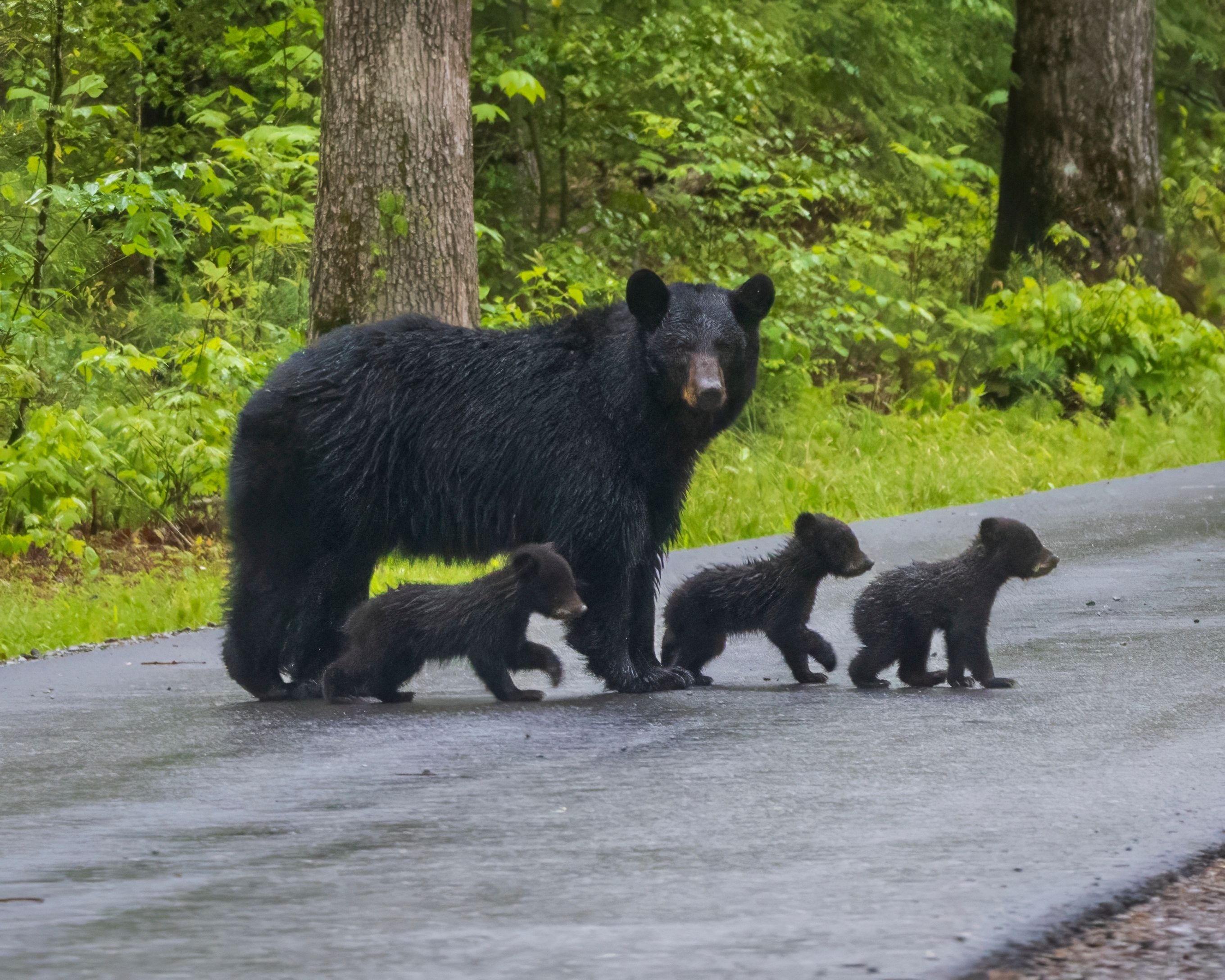 Create Family Memories at Bear Camp