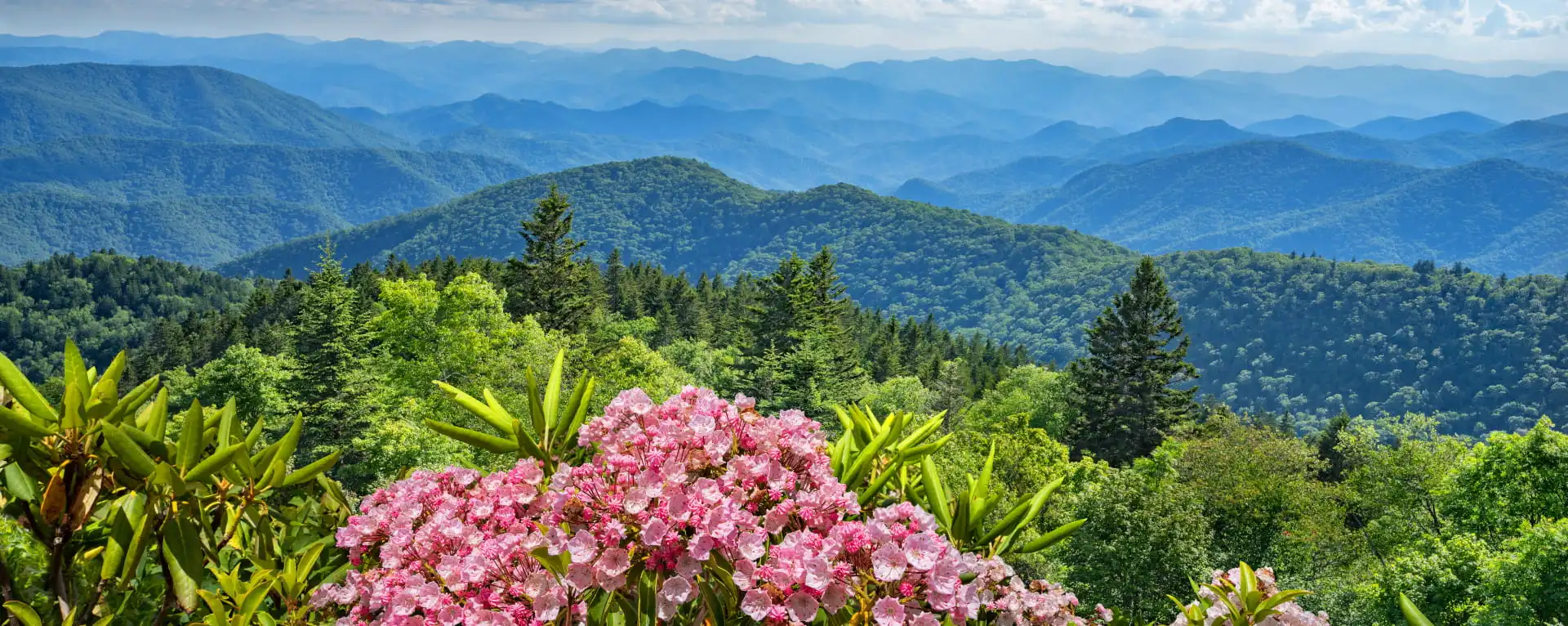 smoky mountains spring bearcamp