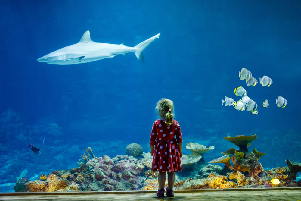 A little kid at the aquarium, one of the best places to visit on a Smoky Mountain family vacation.